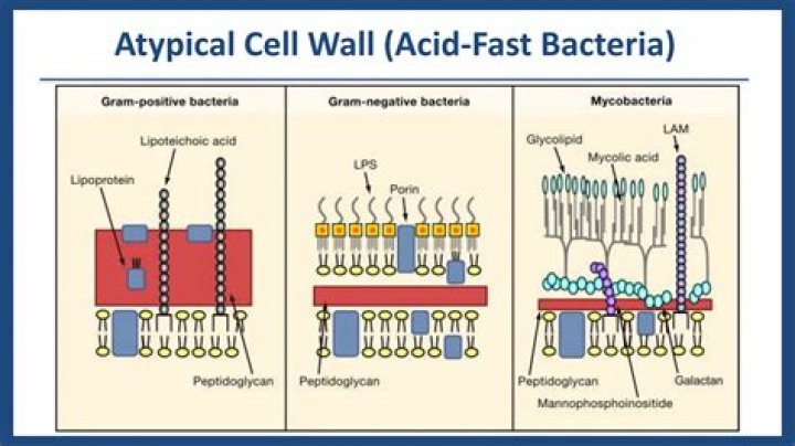 Why acid fast bacteria are called so?