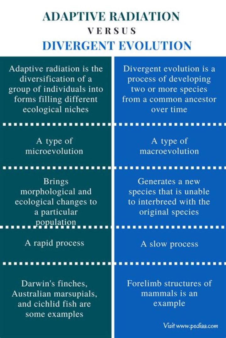 Why adaptive radiation is called convergent evolution?
