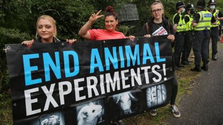 Why animal experimentation is cruel?