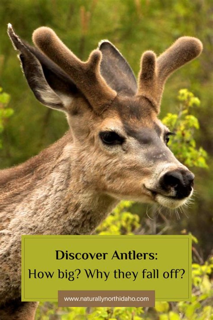Why antlers fall off?