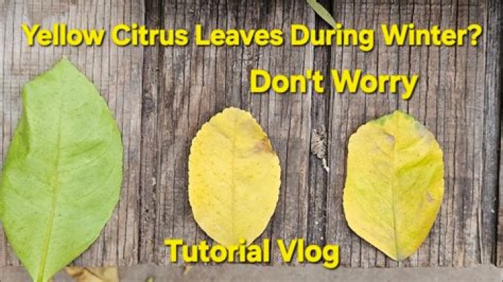 Why arborvitae turn yellow?