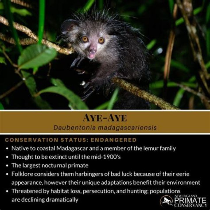 Why are aye ayes bad luck?