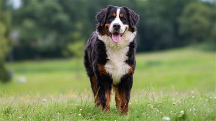 Why are bernese mountain dogs prone to cancer?
