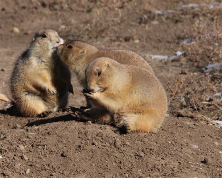 Why are black-tailed prairie dogs endangered?