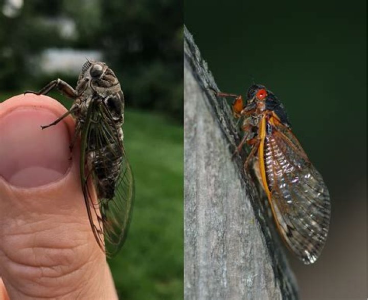 Why are cicadas in maryland?