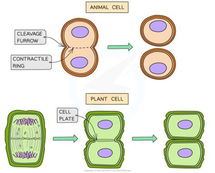 Why are cleavage furrows absent in plant cells?