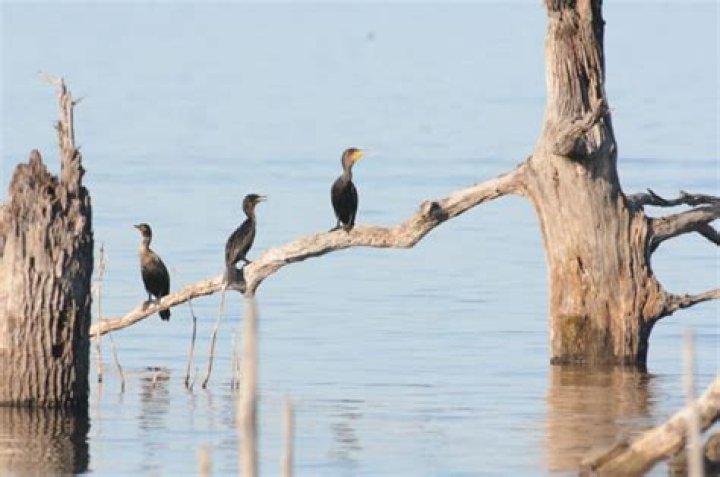 Why are cormorants called shags?