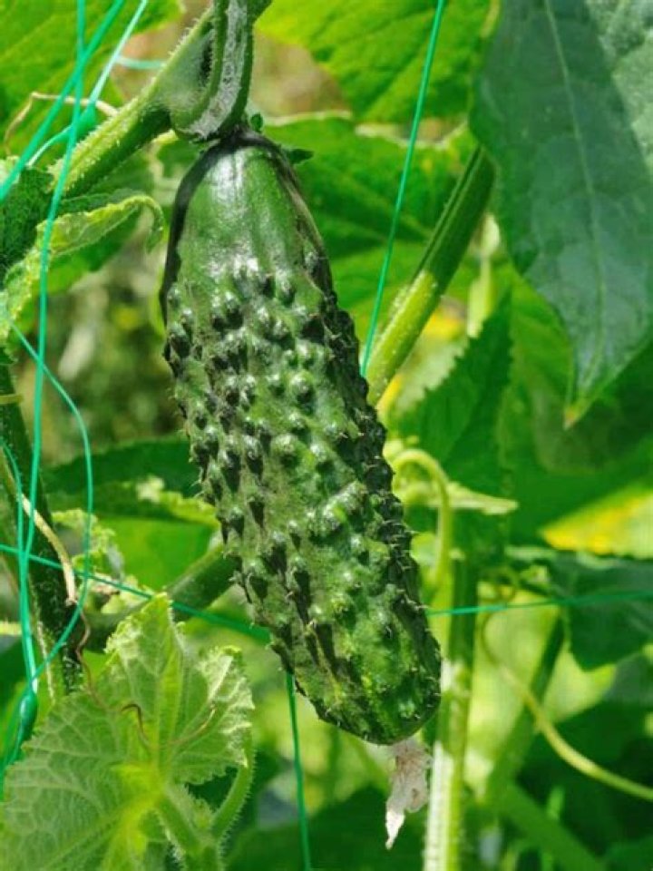 Why are my cucumbers prickly?