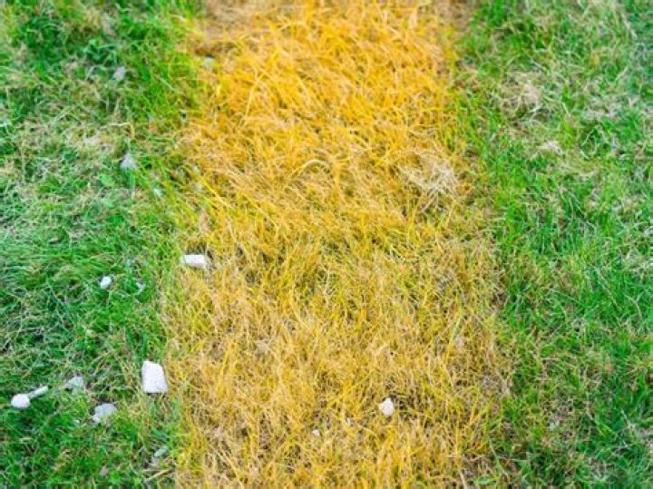 Why are my grass blades yellow?