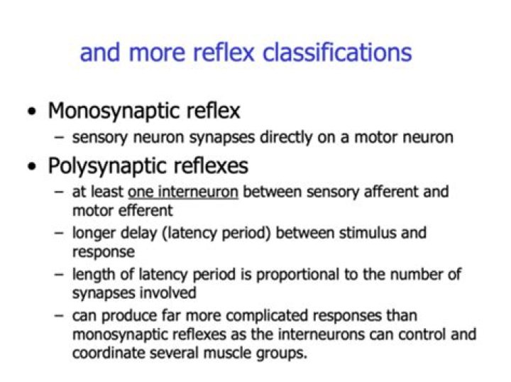 Why are polysynaptic and monosynaptic reflexes?
