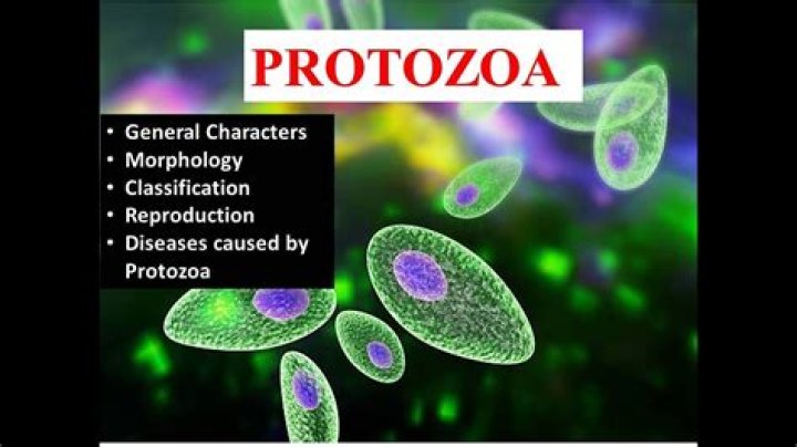 Why are protozoans important?