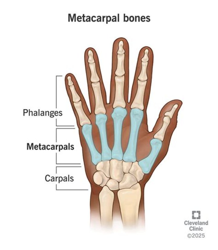 Why are the metacarpals important?
