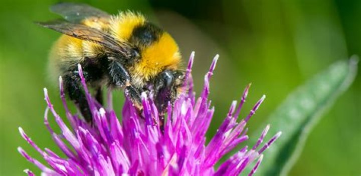 Why are transects useful?