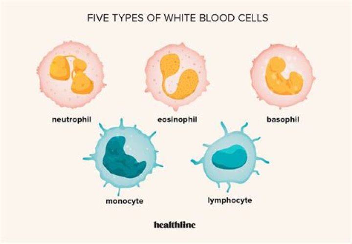 Why are white blood cells white?