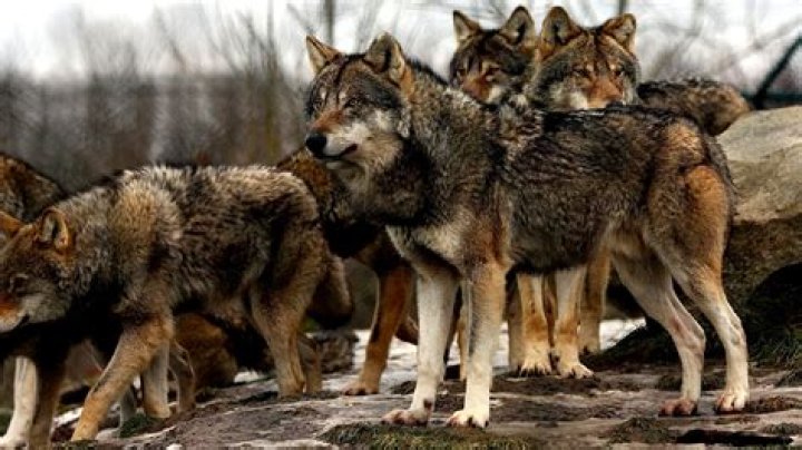 Why are wolves endangered?