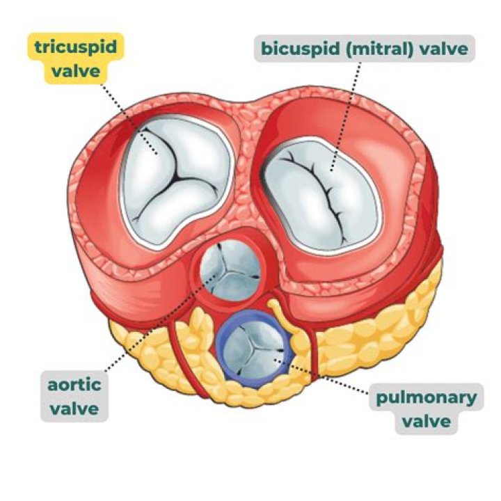 Why bicuspid valve is called mitral valve?