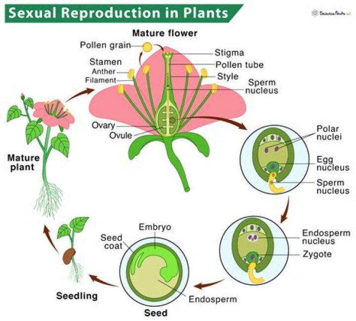 Why can plants do self reproduction?