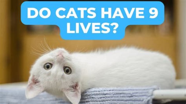 Why cat has nine lives?