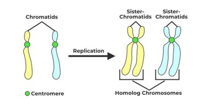 Why chromosomes shorten at each replication?
