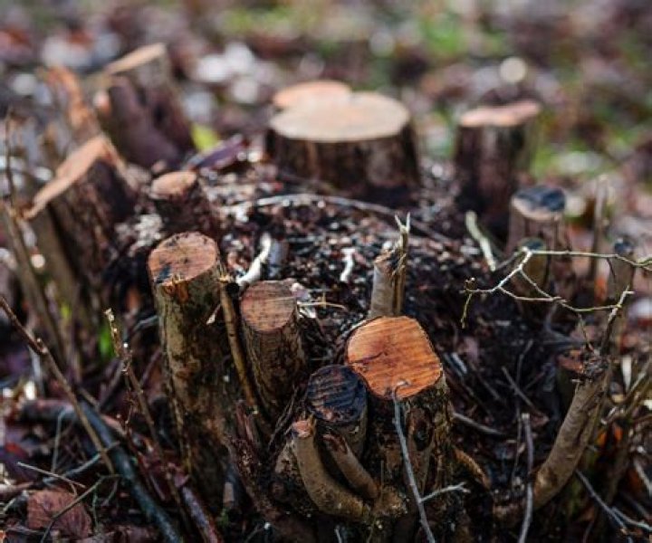 Why did birch coppice colliery close?