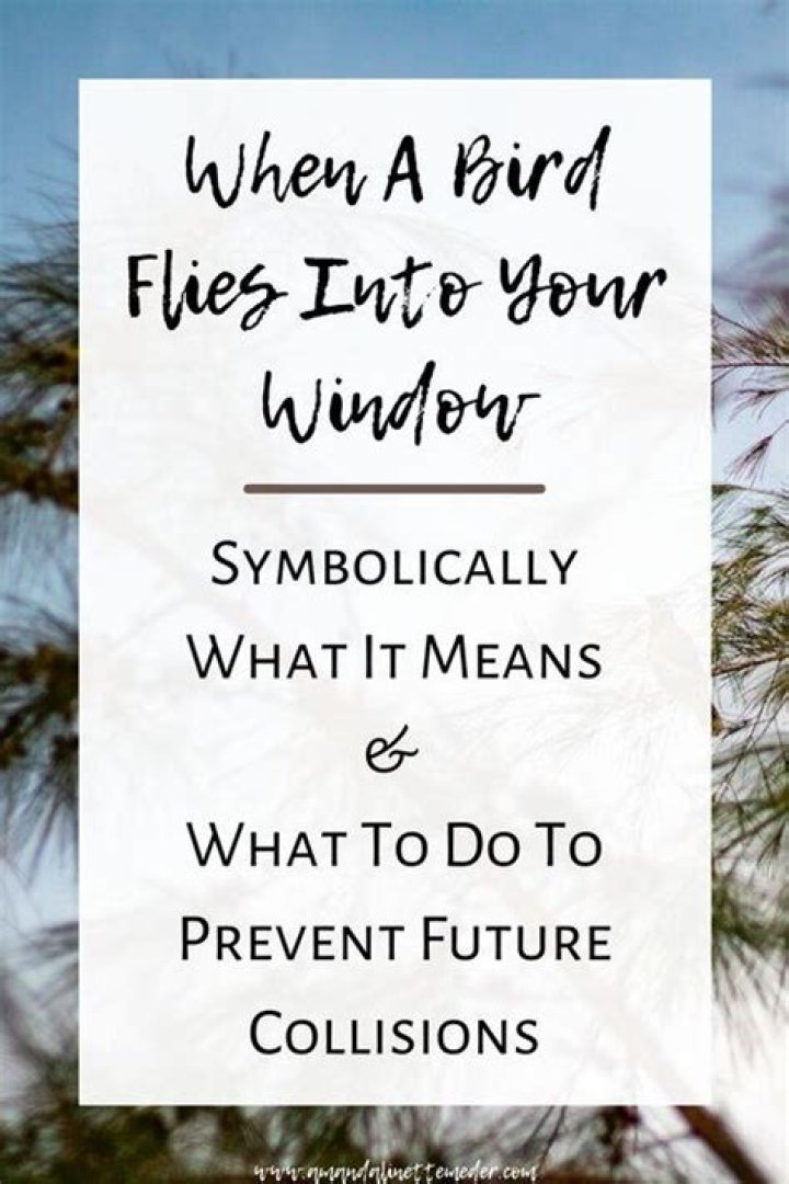 Why do. birds fly into windows?