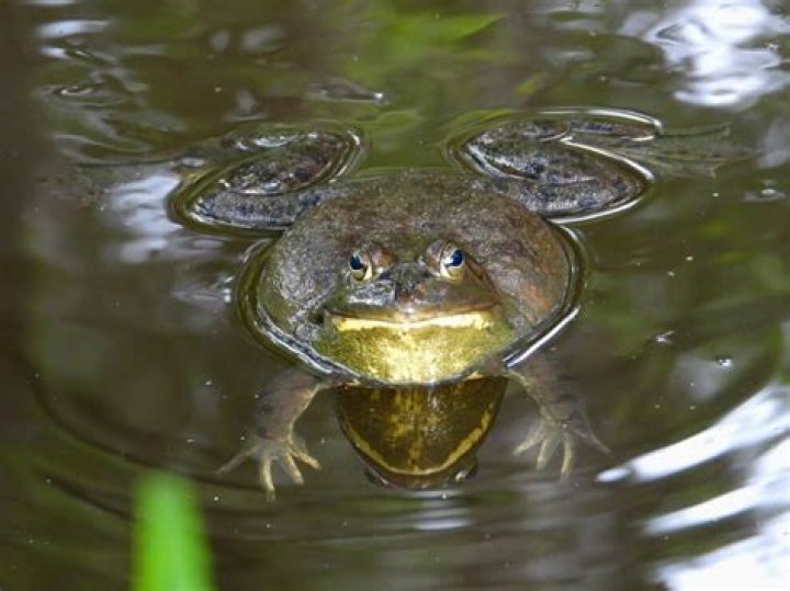 Why do bullfrogs croak?