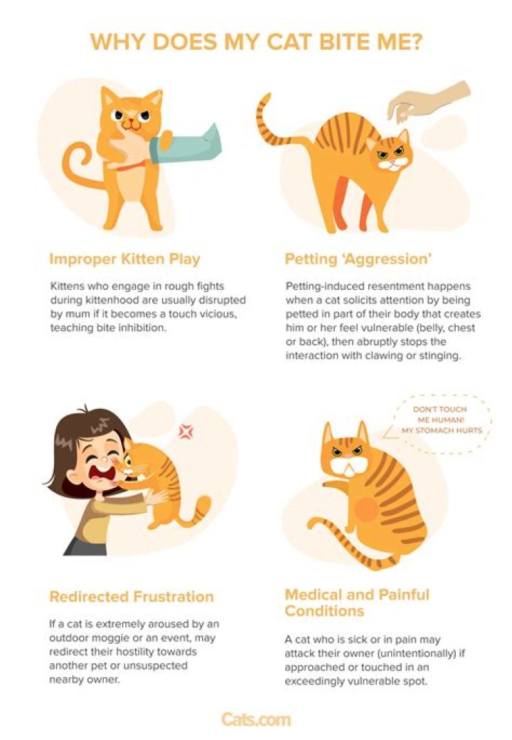 Why do cats viciously bite?