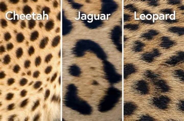 Why do cheetahs have spots?