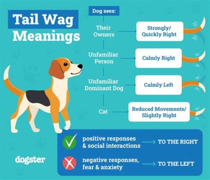 Why do dogs wag their tails?
