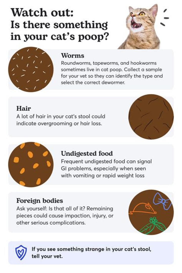 Why do hairballs look like poop?