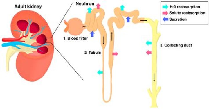 Why do kidneys reabsorb water?