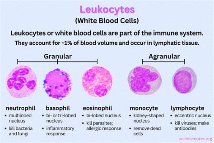 Why do leukocytes increase?