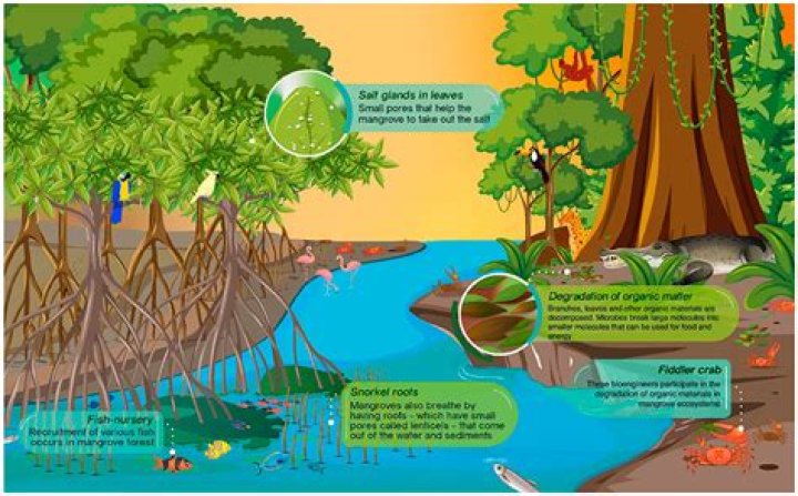 Why do mangroves survive in brackish water?