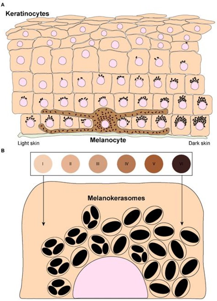 Why do melanocytes produce melanin?