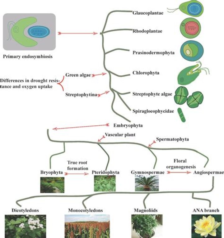 Why do plants have large genomes?