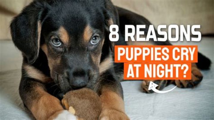 Why do puppies cry?