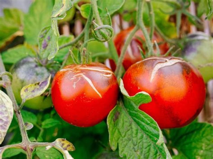 Why do ripening tomatoes split?