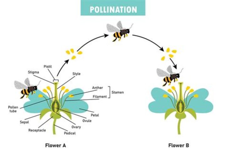 Why do some plants self pollinate?