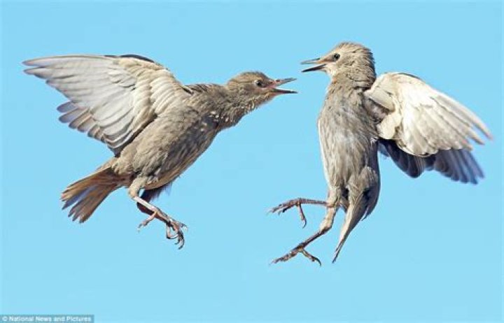 Why do starlings fight?