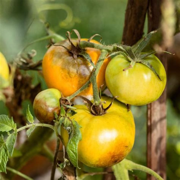 Why do tomatoes get blight?