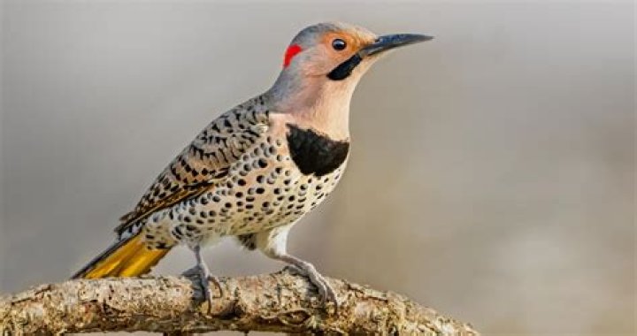 Why do woodpeckers drill holes in trees?