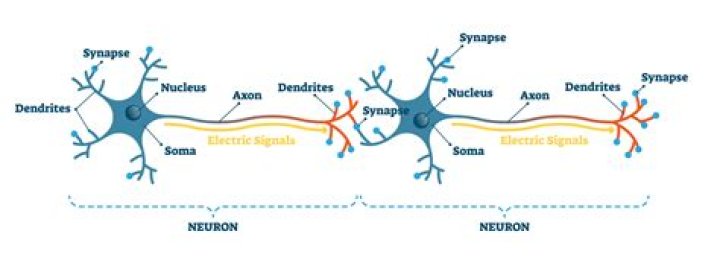 Why does a neuron work?