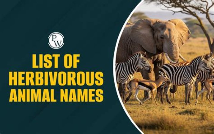 Why does herbivorous mean?