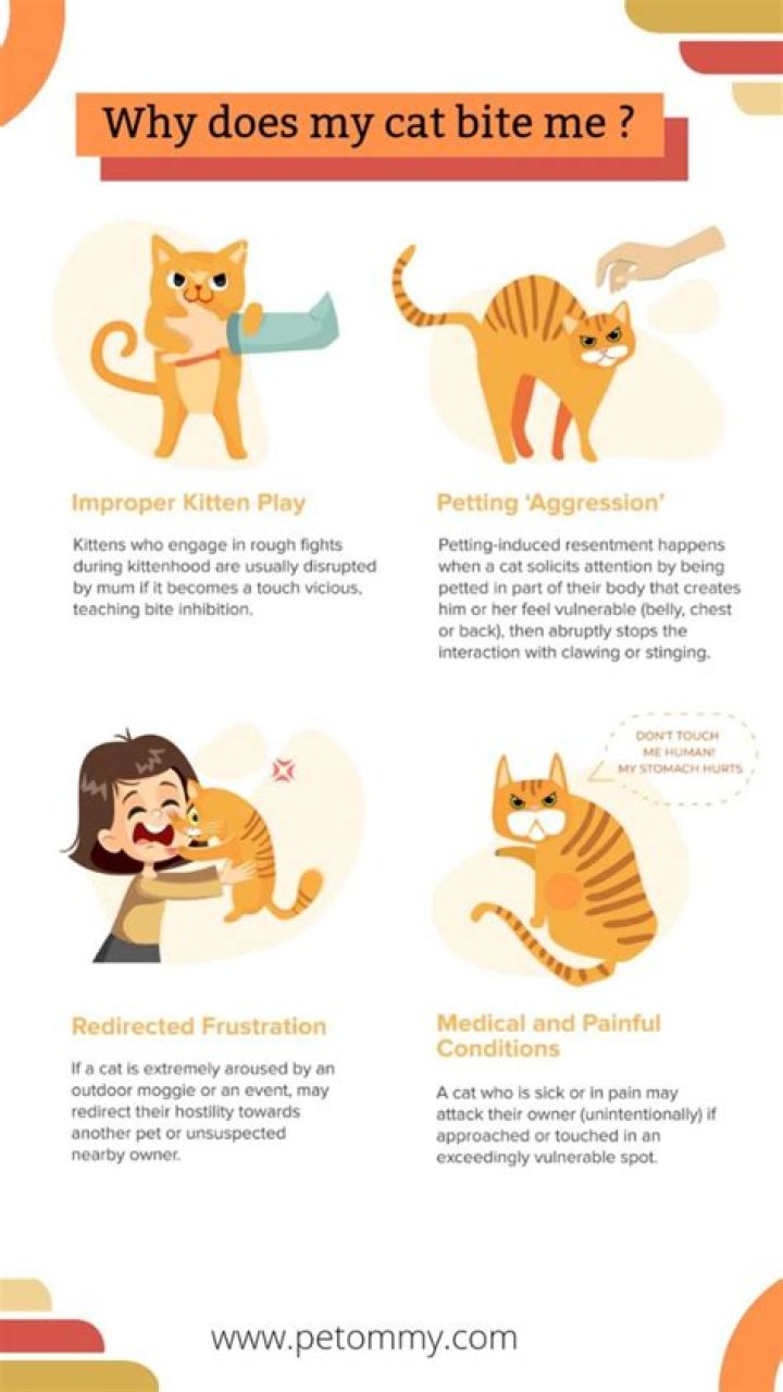 Why does my cat bite me affectionately?