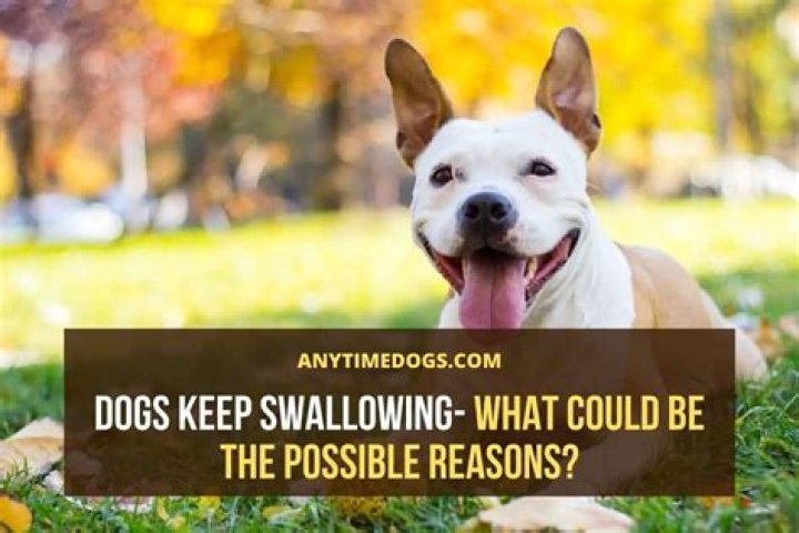 Why does my dog keep swallowing?