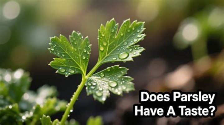 Why does parley mean?