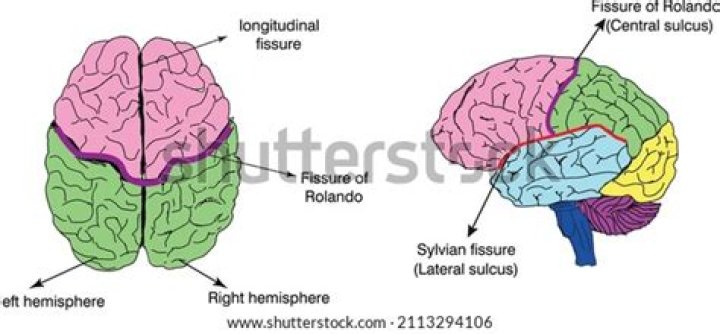 Why fissure of rolando?