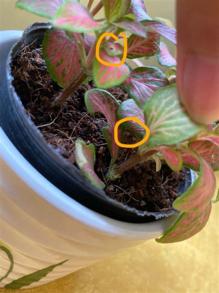 Why fittonia leaves curl?