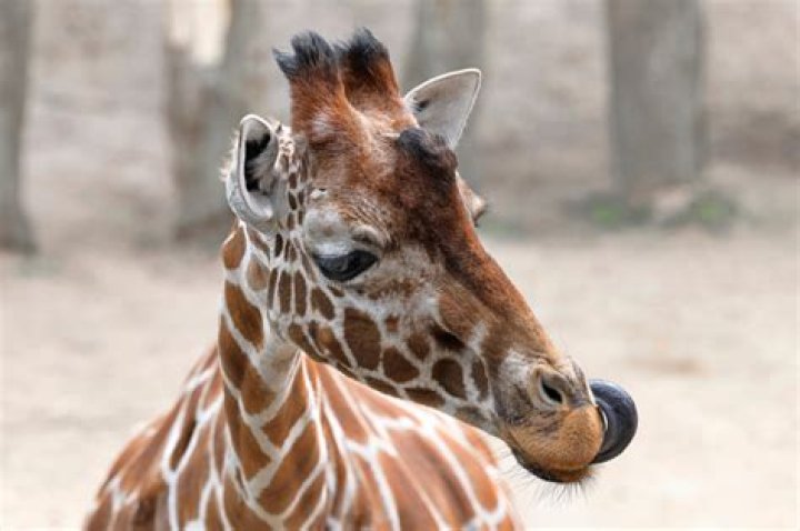 Why giraffes have blue tongues?