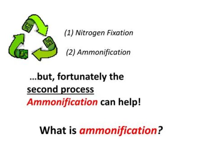Why is ammonification important?